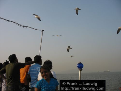 Bombay Harbour, Gulls, Bombay, Mumbai, India